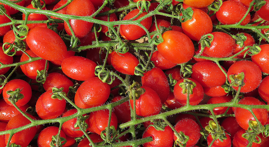 Cherry Rispen Tomaten